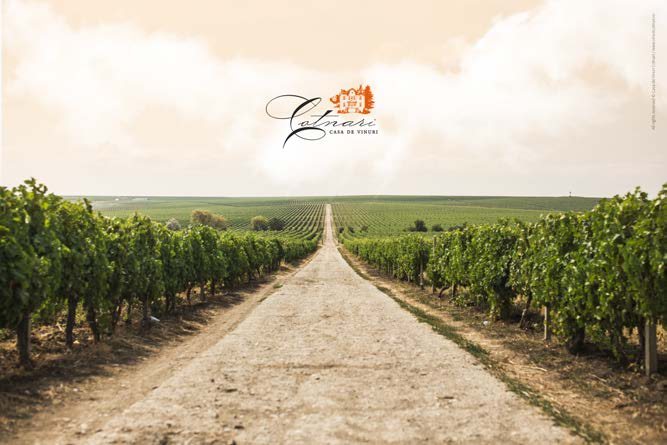 Weg durch die Weinberge von Casa de Vinuri Cotnari