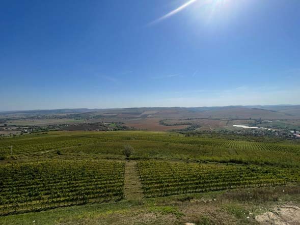 Weinberge von Villa Vinèa im Tal der Târnave, Siebenbürgen