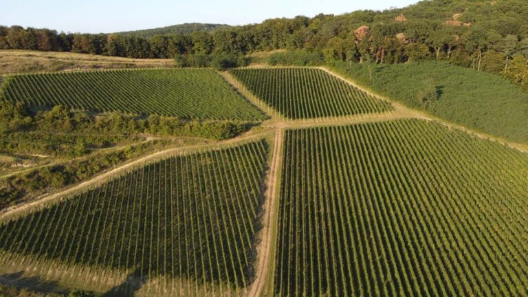 Weinberge auf dem Königsboden in Siebenbürgen, Herkunft der Y-Wine-Trauben